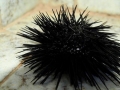 Sea urchin