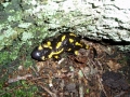 A salamander in Lipa Ravine